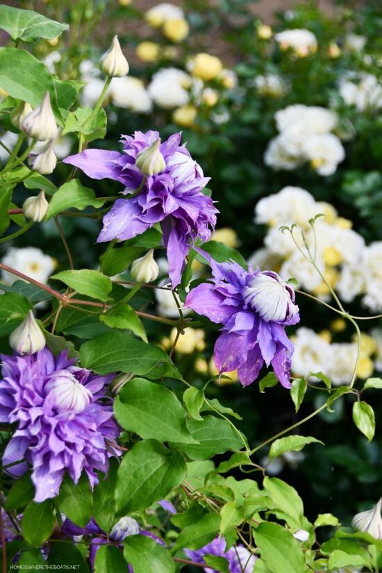 Clematis Diamantina